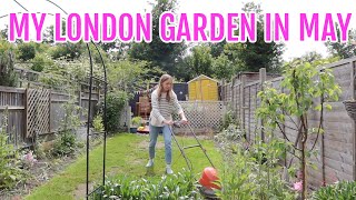 A TINY LONDON GARDEN IN MAY 2023 / GARDENING FOR BEGINNERS