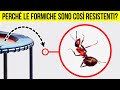 Nemmeno il Più Grande Amante degli Insetti Conosce Queste Curiosità