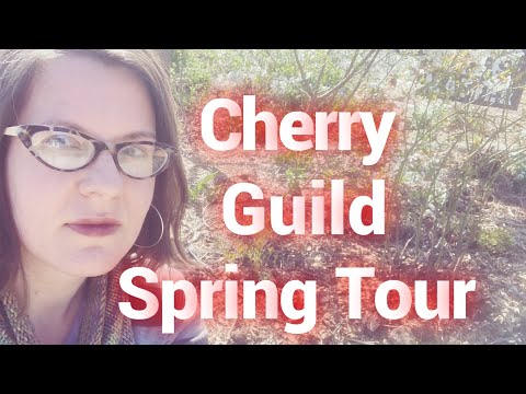 Video: What Are Fruit Tree Guilds - Starting A Cherry Tree Plant Guild