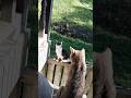 Cute cats #cat #cute #kitten #cutecat #catshorts #meow