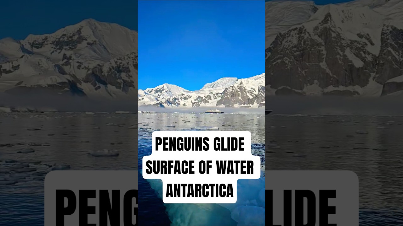 Penguins glide gracefully on the water's #penguin #antarctica #wildlife #nature #ice #atlas #cruise