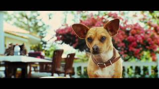 Bande annonce Le Chihuahua de Beverly Hills 3 : Viva la Fiesta ! 