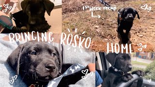 BRINGING HOME MY 8 WEEK OLD PUPPY | come with us to bring Rosko home!