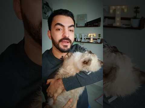 افضل نوع قطة ممكن تربية طبيب بيطري قططي قطط قطط سيامي قطط شيرازي حيوانات