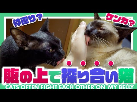 腹の上で探り合い猫