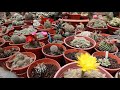 Mitopflor con cactus y alguna suculenta cuidados de cactus rebutia  parodia  lobivia