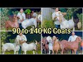 Biggest khassi goats up to 140 kg at exotic goat farm padgha