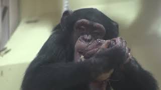 リュウ家族と双子ガール  323  Ryu family & twin girls  chimpanzee