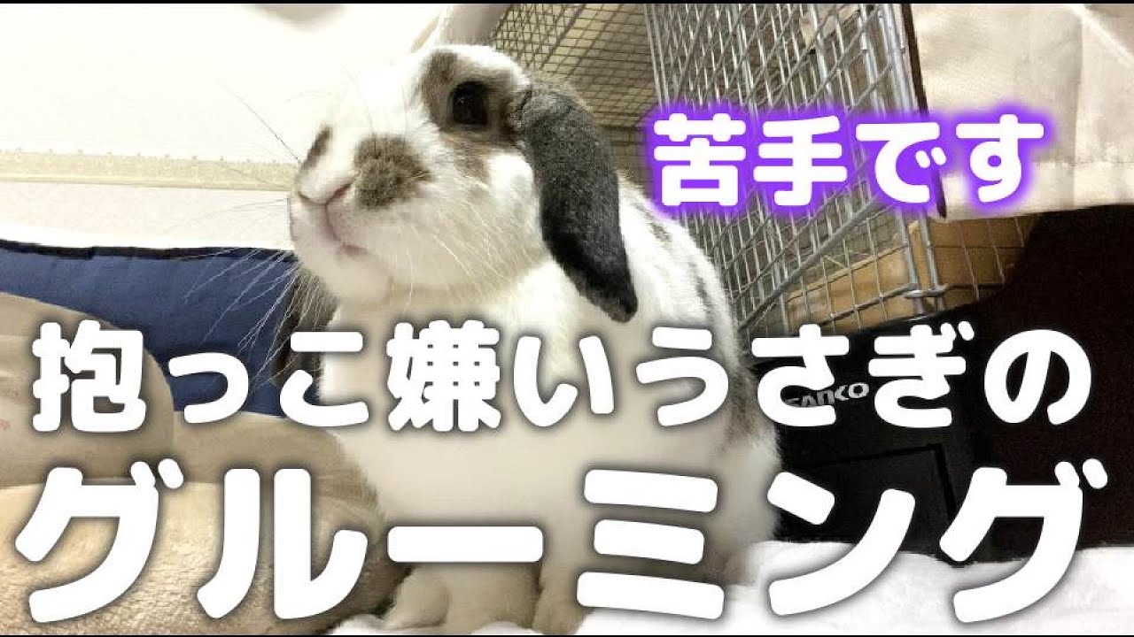 うさぎ飼育 抱っこ嫌いのウサギでも簡単にブラッシングができる方法 教えます ホーランドロップ Rabbit Youtube