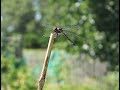 Dragonflies In The Garden: Nature's Mosquito Control