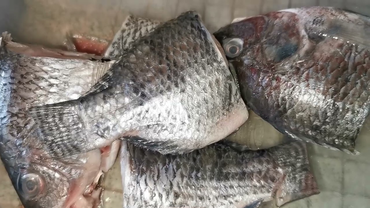 Let's cook sinabawang Tilapia with tomatoes YouTube