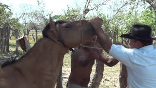 Caballo Criollo Amarillo - Jesus Daniel Quintero