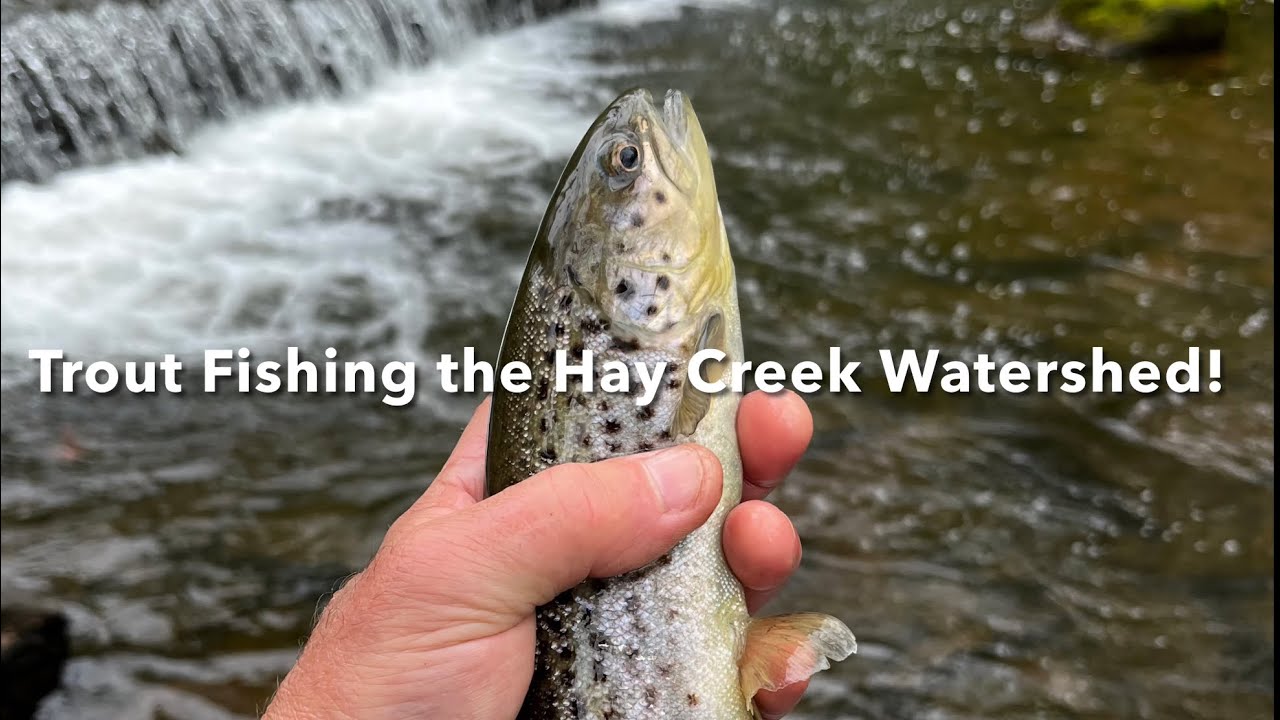 Trout Fishing the Hay Creek Watershed! 