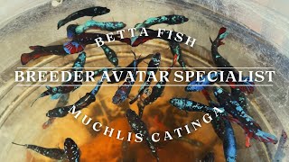 AVATAR SPECIALIST Betta FISH BREEDER - ULIES BETTA FARM