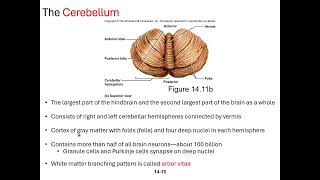 Chapter 14 The Brain and Cranial Nerves Micro Lecture 2 Structure and Functions