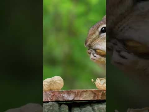 الحياة البرية