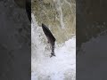 Salmon jumping the Smith River Falls in SW Oregon