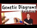 Genetic diagrams explained