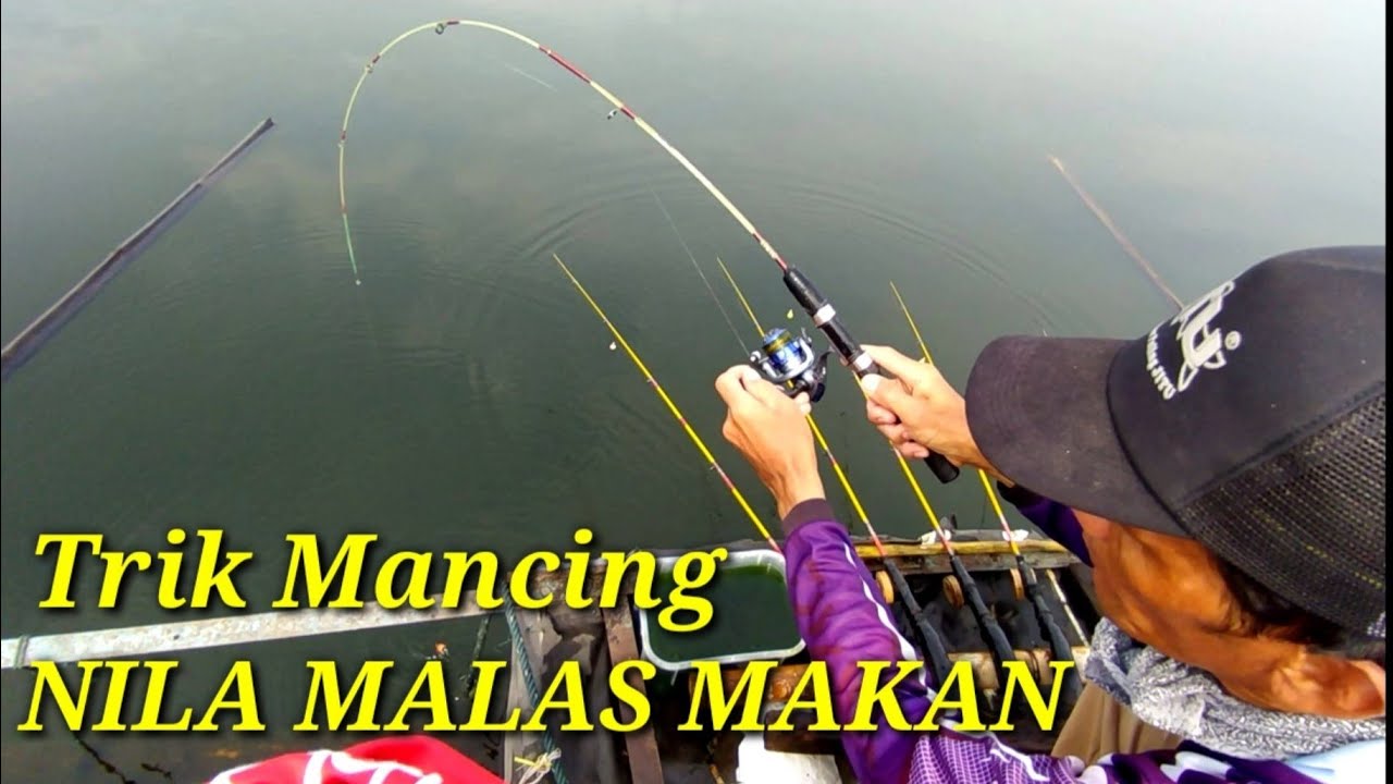MANCING NILA TIDAK PAKE TIMAH, JOS AKALAN IKAN SULIT MAKAN (.Kerambah
