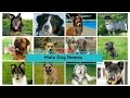 Top 20 Popular Male Dog Names - YouTube