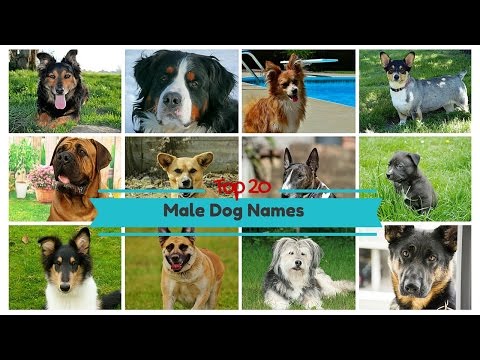 Top 20 Popular Male Dog Names