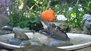 Information Fall migration #birds Guide