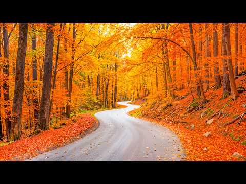 Beautiful September Autumn Forest 4K 🍂 Relaxing Piano & Nature Sounds for Stress Relief