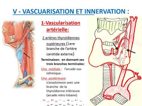 Vidéo: Anatomie, Fonction Et Diagramme De L'artère Thyroïdienne Supérieure - Cartes Corporelles