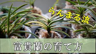 [らんまる流]　富貴蘭の育て方＆園芸について思うこと