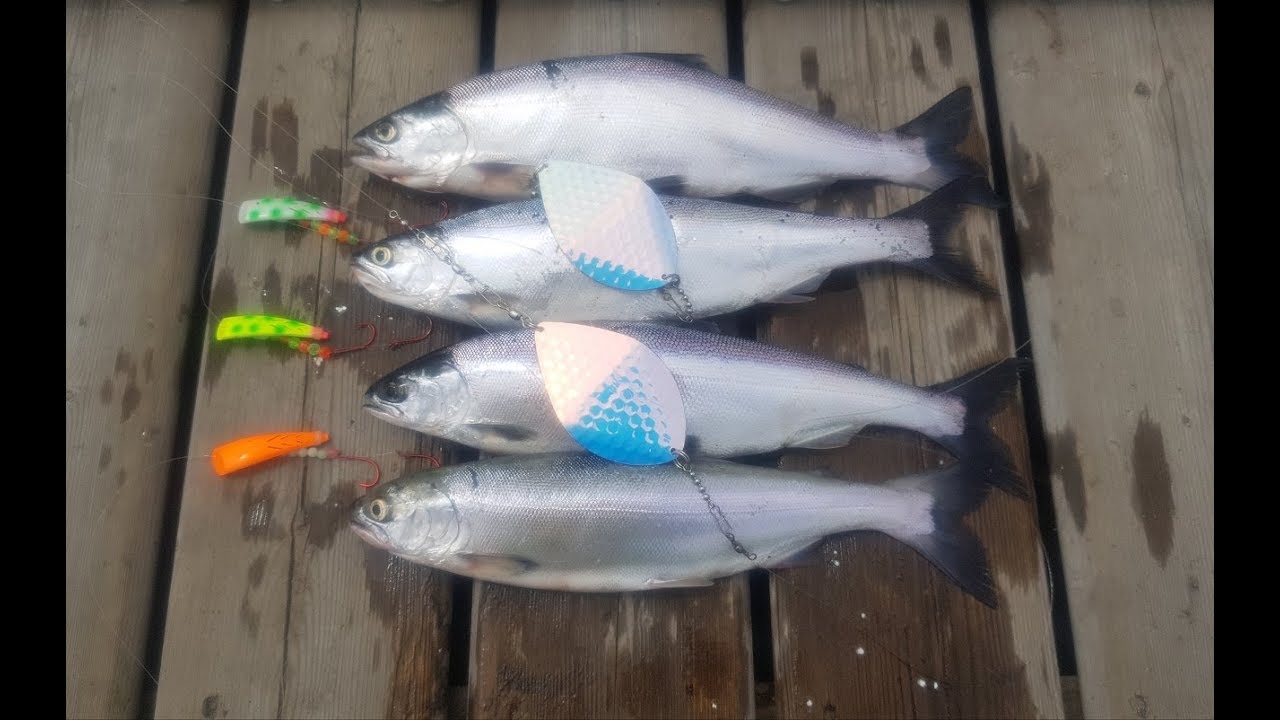 Brads Kokanee Cut Plugs Rigged