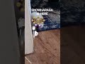 SNOWHARAGA