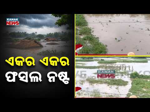 Odisha Crop Damage | Acres of Farmland Destroyed, Farmers in Distress