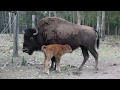 Aranyani Bison Oil Has A Baby Calf