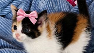Help a pet find a forever home with the annual Clear the Shelters event