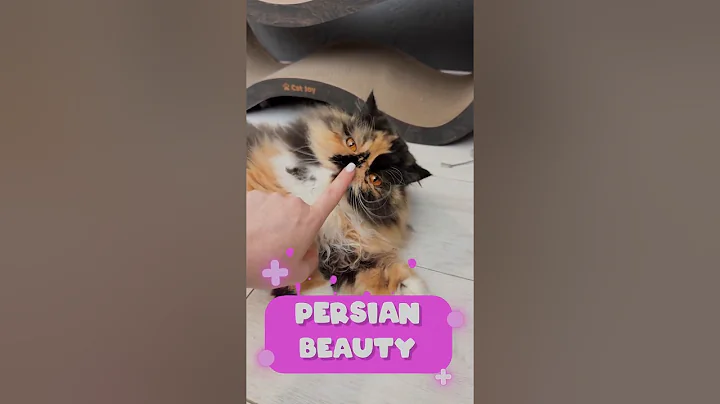Video 11016661: persian cat meets, persian cat playing, persian cat toys, cat playing mouse, cute cat