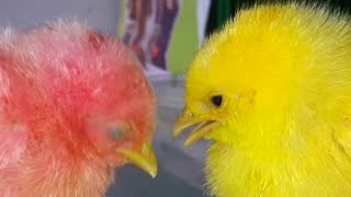 Catch Millions Of Cute Chickens Part1921,Colorful Chickens,Rainbow Chickens,Rabbit,Duck,Cute Animals