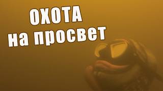ЗДЕСЬ ИХ БОЛЬШЕ СОТНИ!!! ПОДВОДНАЯ ОХОТА НА ТОЛСТОЛОБИКА!!! СДЕЛАЛ СЕЛФИ ПОД ВОДОЙ!!
