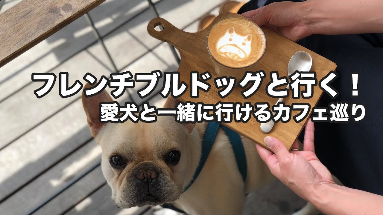 フレンチブルドッグと行く 東京 狛江市の愛犬と一緒に行けるカフェ巡り Youtube