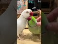 おハモリかわかわ 仲良しおへんたいちゃんたち【ワカケホンセイインコ】