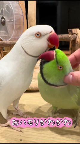 おハモリかわかわ　仲良しおへんたいちゃんたち【ワカケホンセイインコ】
