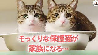 血の繋がりはないけれど…。優しく支え合う2匹の保護猫の物語♥