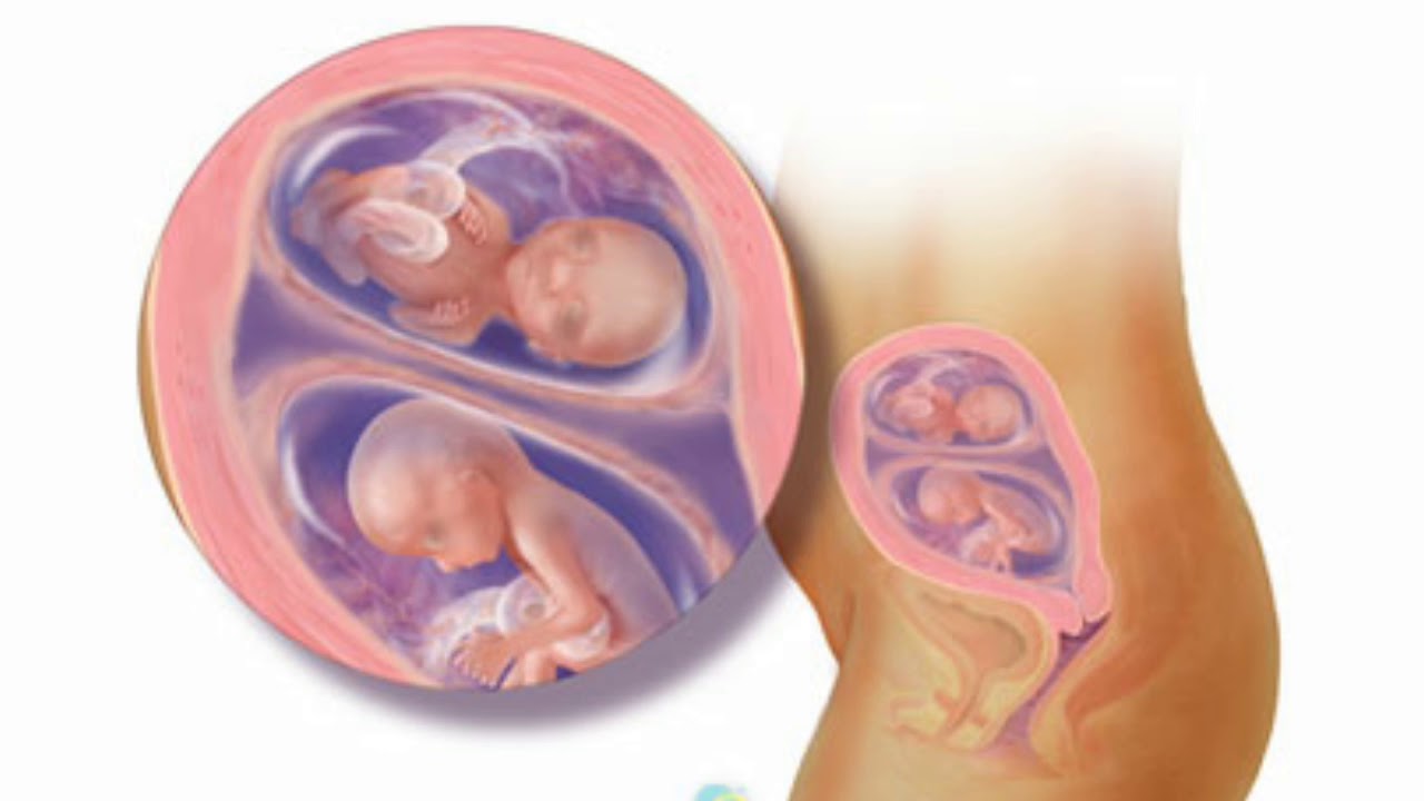 شاهد مراحل تكون الجنين التوأم من الأسبوع الأول إلى مرحله الولاده سبحانك ربي Youtube