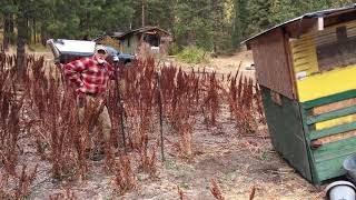 Yellow Dock - How to Harvest with Michael Pilarski \