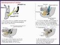 أغنية (URINARY SYSTEM) 10 Development of Ureter