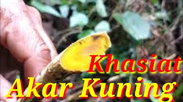 Khasiat Akar Kuning Obat Herbal Khas Kalimantan