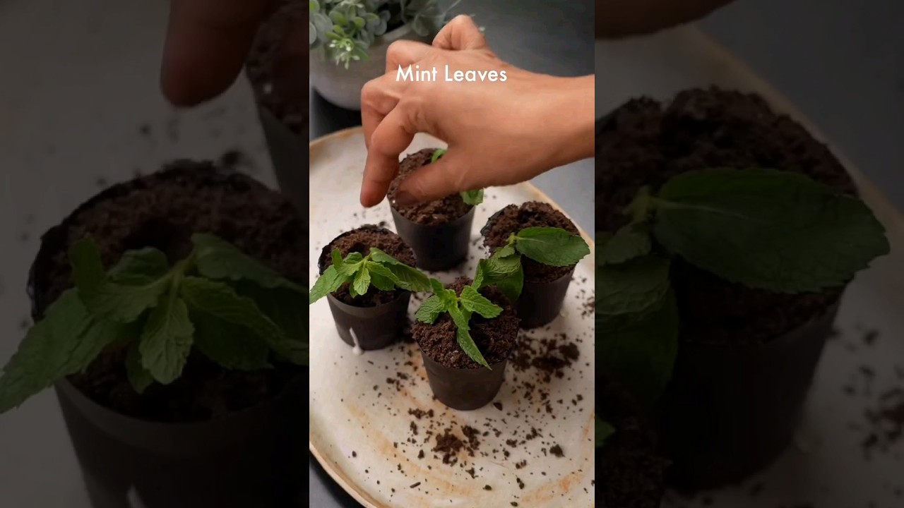 plant cakes 
