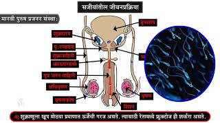 10th Science 2 | Chapter#03 | Topic#07 | मानवी पुरुष प्रजनन संस्था | Marathi Medium