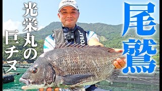 楽しいちぬ釣り 开心钓黑鲷 #13 残暑の黒鯛かかり釣り 三重 尾鷲 Extreme Bream Fishing