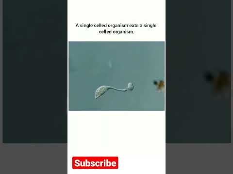 Video: Is Amoeba meercellig of eencellig?
