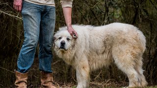 Great Pyrenees Intelligence: Is Your Dog Smart?
